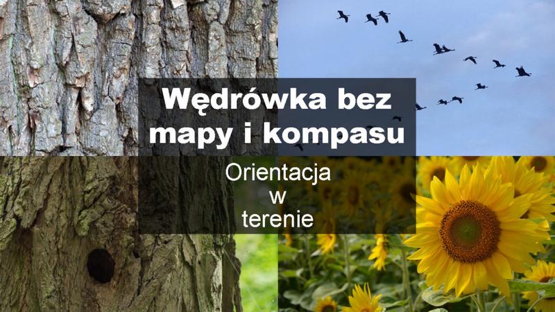 Orientacja w terenie leśnym