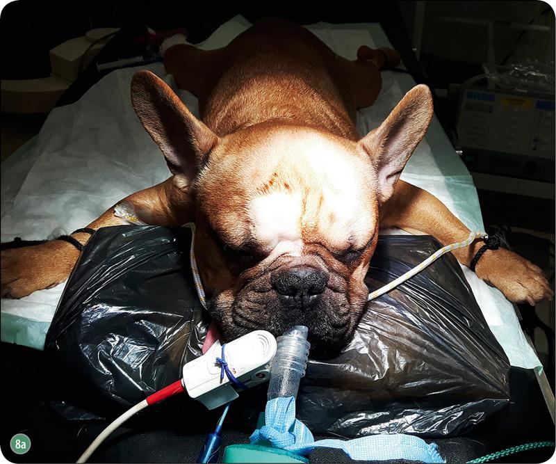 Objawy zapalenia opon mózgowych u psa