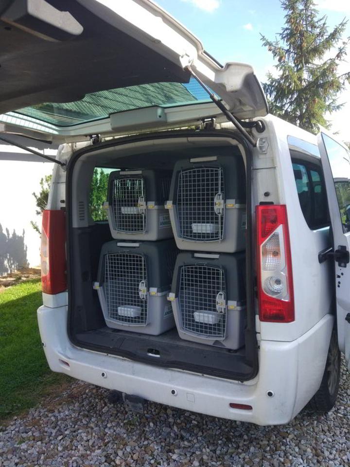 Przepisy przewozu psów