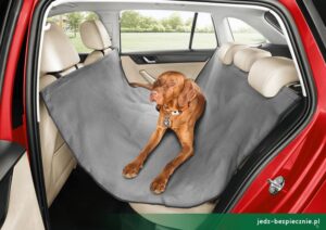 Bezpieczeństwo i komfort – czy można wozić psa w samochodzie?