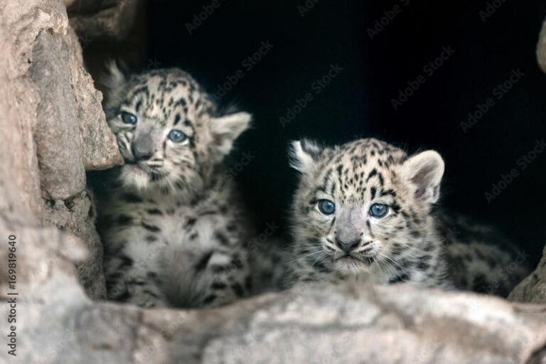 Ile pali czołg Leopard w codziennych misjach? Zaskakujące dane!